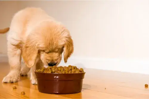 Co mogą jeść szczeniaki? Bezpieczne pokarmy dla zdrowego wzrostu