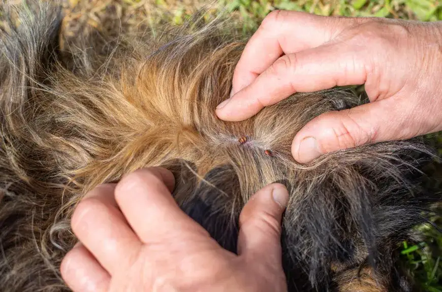 Kleszcze u psa: Objawy, choroby, usuwanie i skuteczna ochrona