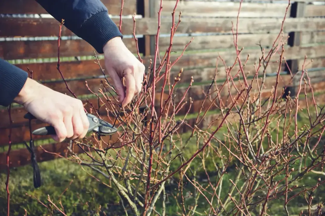 Jak uprawiać borówkę: kluczowe techniki dla obfitych plonów