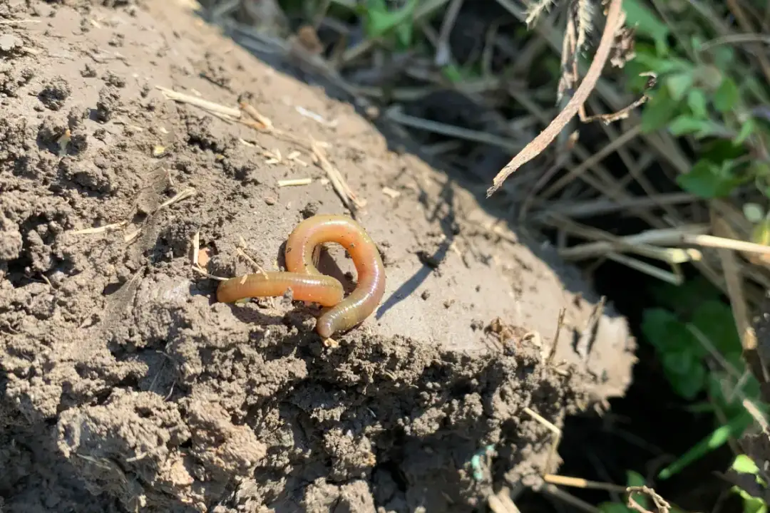 Jak założyć czerwonego robaka? Mój patent na więcej brań!