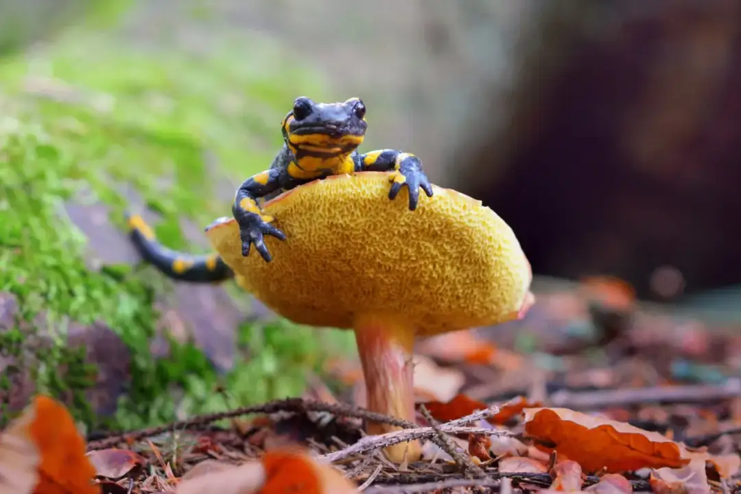 Poręba Wielka atrakcje - odkryj nieznane skarby Gorców i więcej