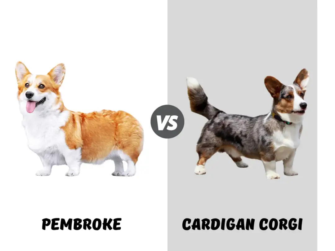Corgi Pembroke vs Cardigan: Ogon to nie wszystko! Jak je odróżnić?