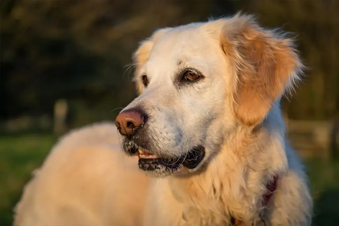 Jagnięcina w karmie dla psa: Korzyści i potencjalne zagrożenia
