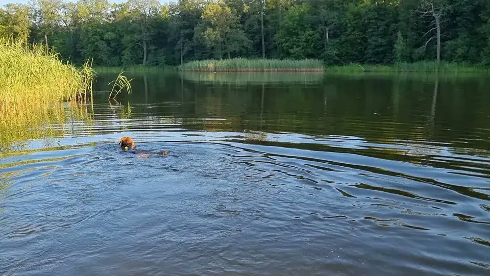 Jezioro Panieńskie - fascynujący zbiornik wodny pod Wrocławiem w pigułce