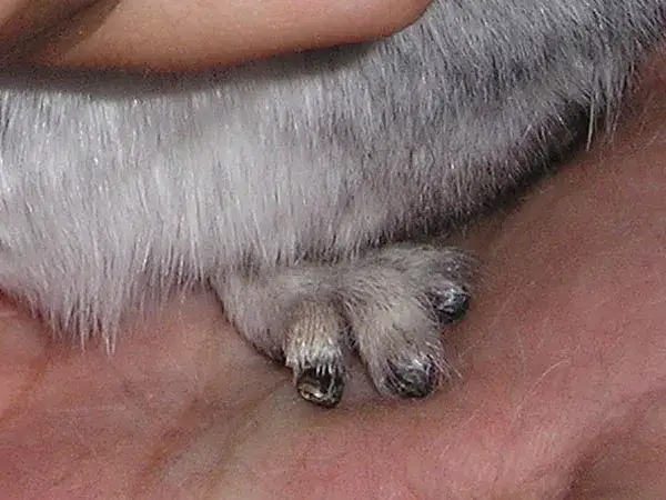 Ile kosztuje obcięcie pazurów u królika? Sprawdź ceny i oszczędź