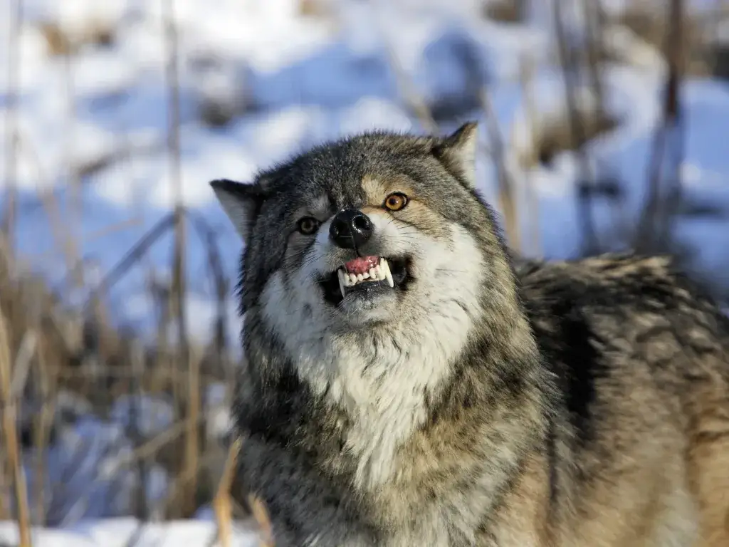 Jak szybko biega wilk? Zaskakujące fakty o ich prędkości