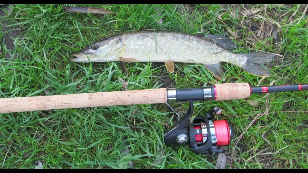 Jaką wędkę uniwersalną wybrać, by uniknąć rozczarowania?