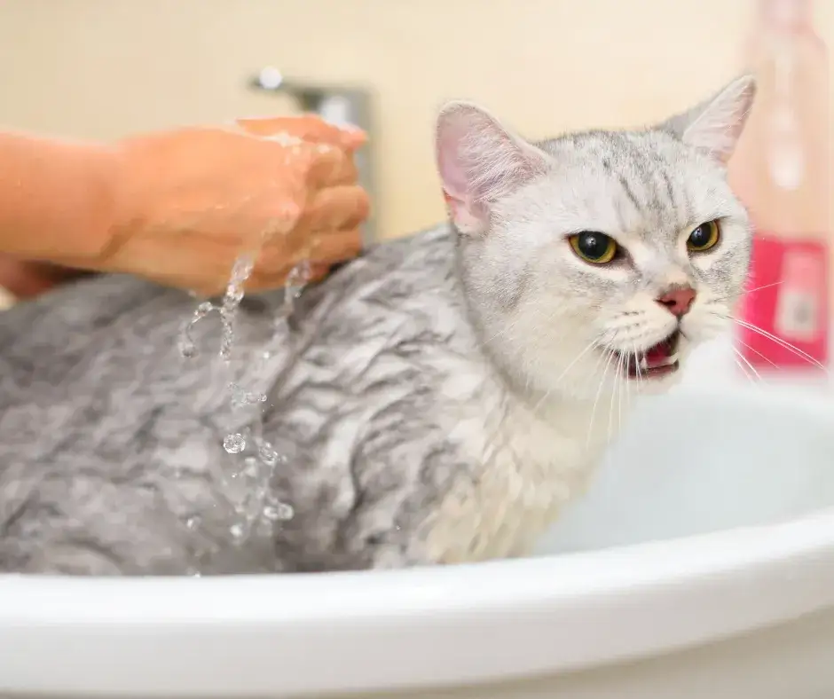 Kąpiel kota: kiedy i jak bezpiecznie to zrobić? Poradnik