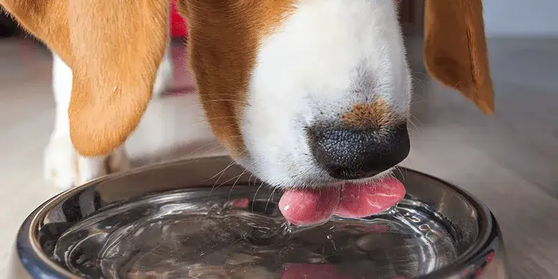 Jaka woda dla psa? Odkryj, co jest najlepsze dla jego zdrowia