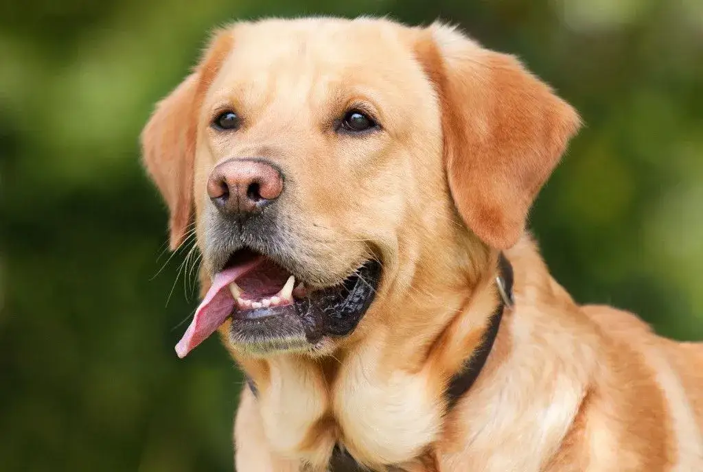 Jak długo trwa odrobaczanie psa i kiedy zobaczysz efekty?