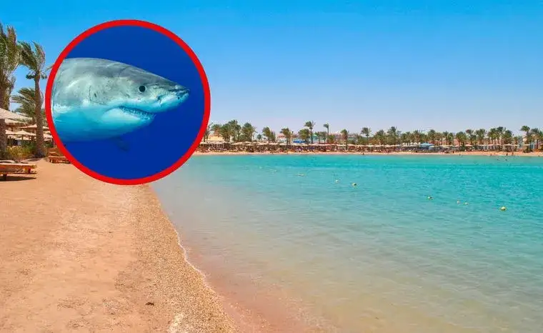Czy w Morzu Czerwonym są rekiny? Fakty, które musisz znać