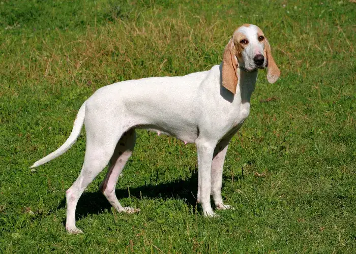 Pies porcelaine: elegancki francuski gończy o niezwykłym charakterze