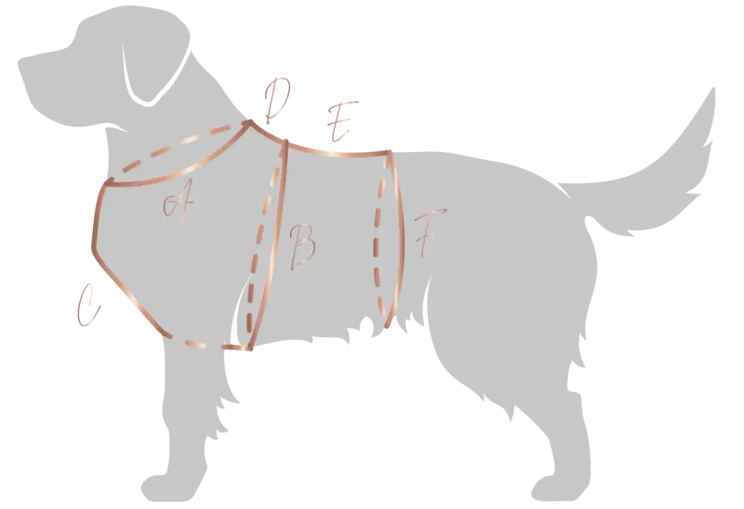 Jak zmierzyć szelki dla psa? Sekret idealnego dopasowania