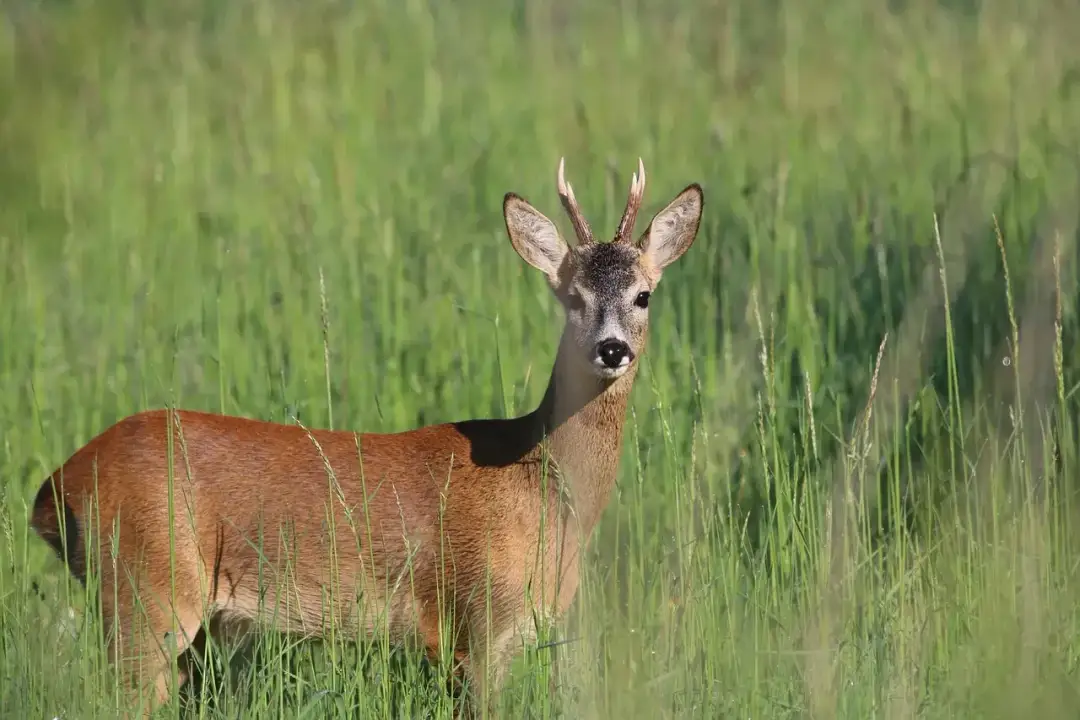 Jak odstraszyć sarny z ogrodu? Skuteczne metody [2024]