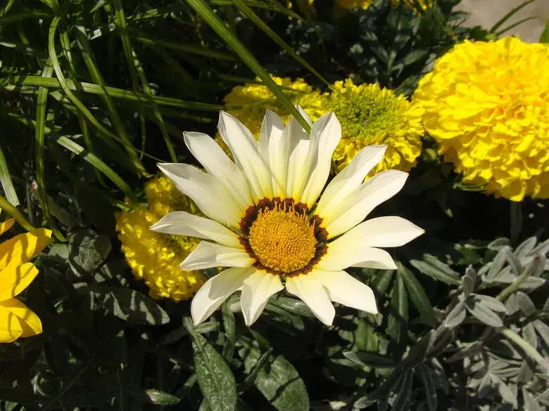 Najlepsze kwiaty ogrodowe, które kwitną najdłużej i ożywią Twój ogród