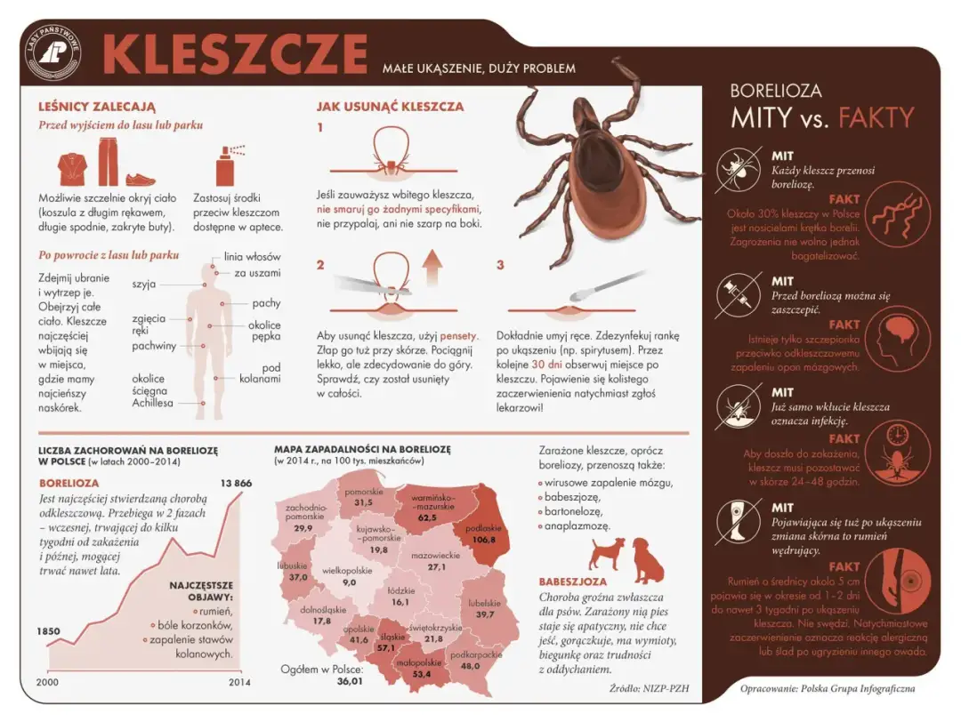 Czy borelioza jest zakaźna? Fakty, które musisz znać o tej chorobie