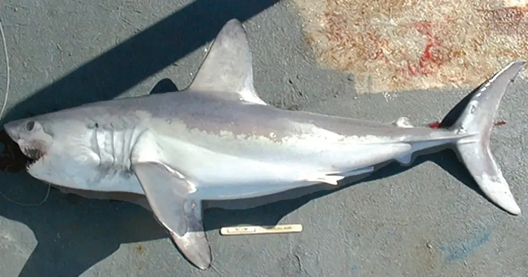 Rekiny w Bałtyku - poznaj wszystkie gatunki i oceń ich zagrożenie