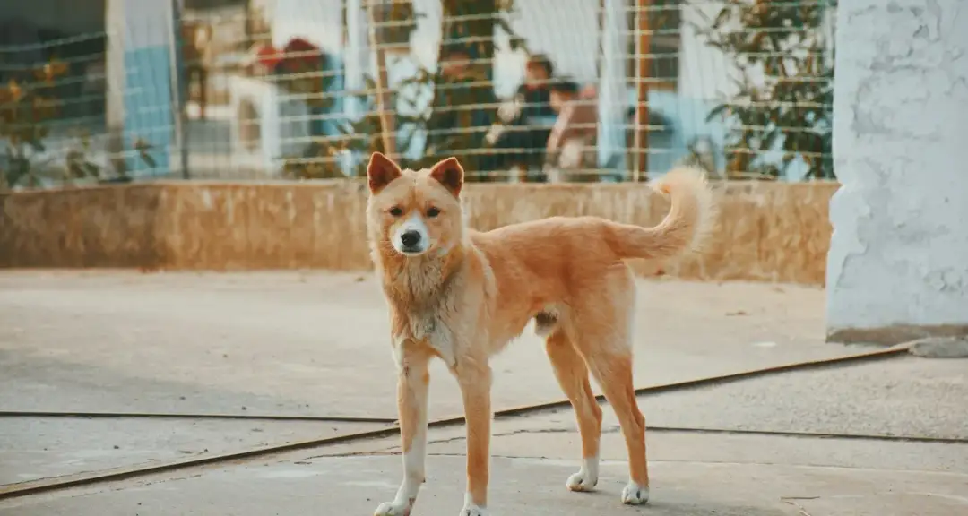 Jak pobudzić apetyt psa - skuteczne metody i porady dla właścicieli