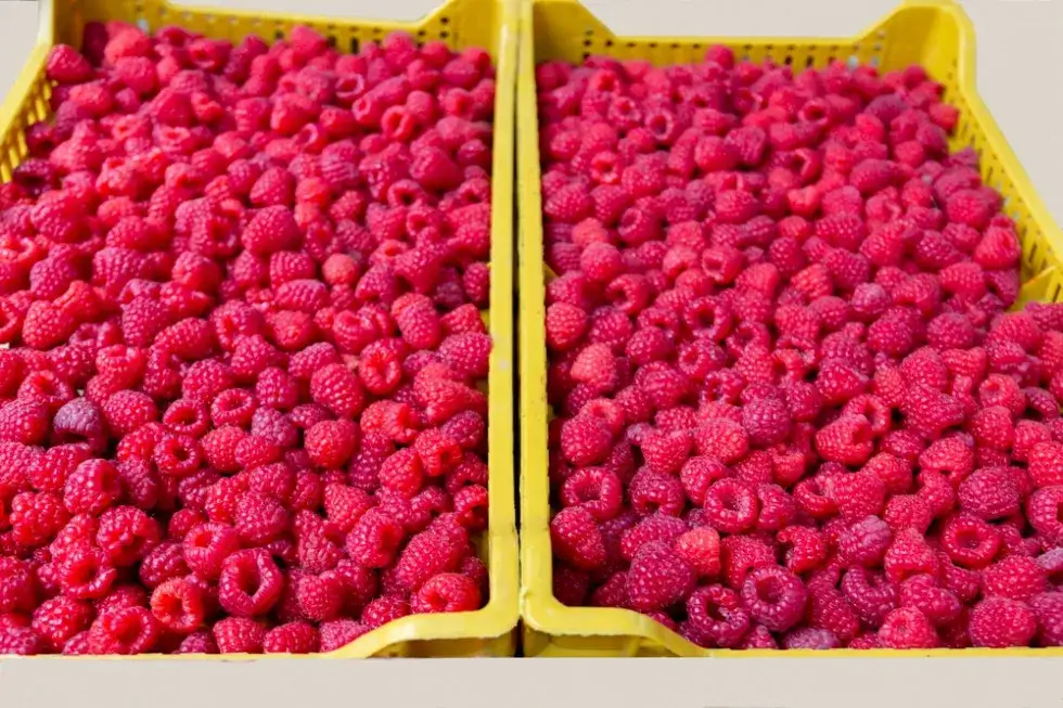 Ile kosztują maliny na skupie? Sprawdź aktualne ceny i lokalizacje