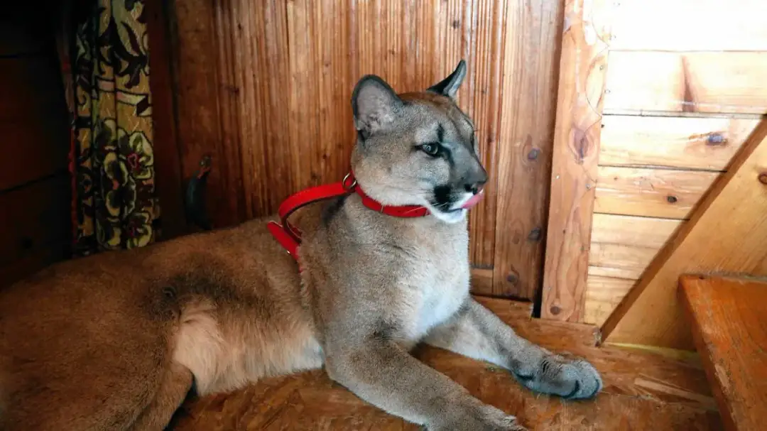 Ile kosztuje puma z hodowli? Poznaj ukryte wydatki i wyzwania