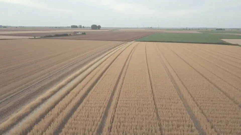 Jakie są aktualne dopłaty do ugoru? Co zmieniają nowe przepisy?