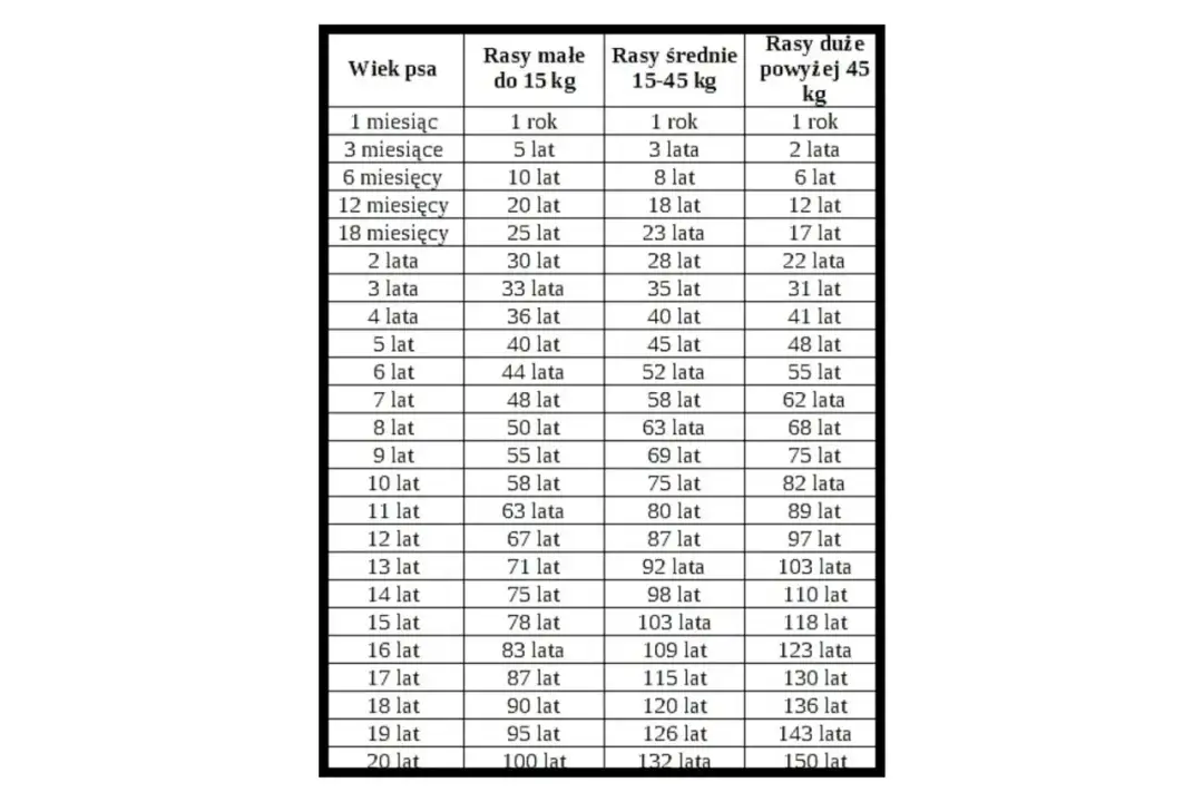 Nowy kalkulator wieku psa – psie lata na ludzkie kalkulator