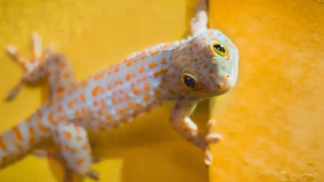 Czy gekony gryzą? Rzadkie ugryzienia i jak ich unikać