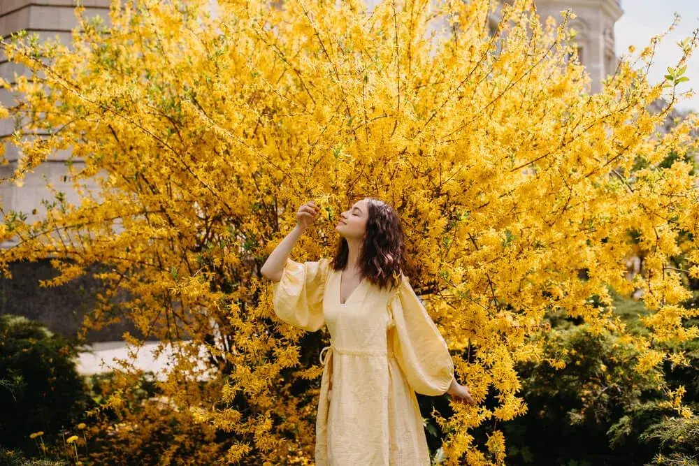 Kiedy sadzić forsycje do gruntu? Poznaj najlepszy termin i porady