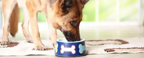 Jaki błonnik dla psa? Rozwiąż zaparcia, biegunki i problemy z wagą