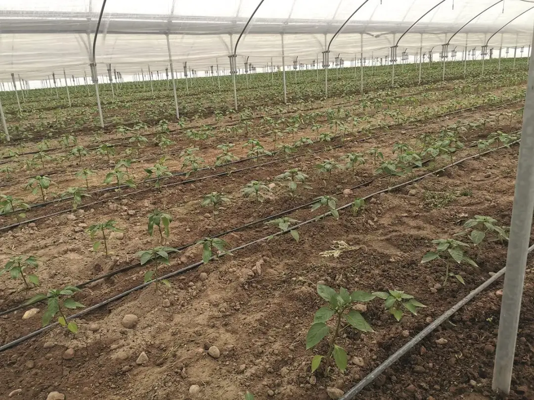 Jak uprawiać paprykę w tunelu - uniknij najczęstszych błędów