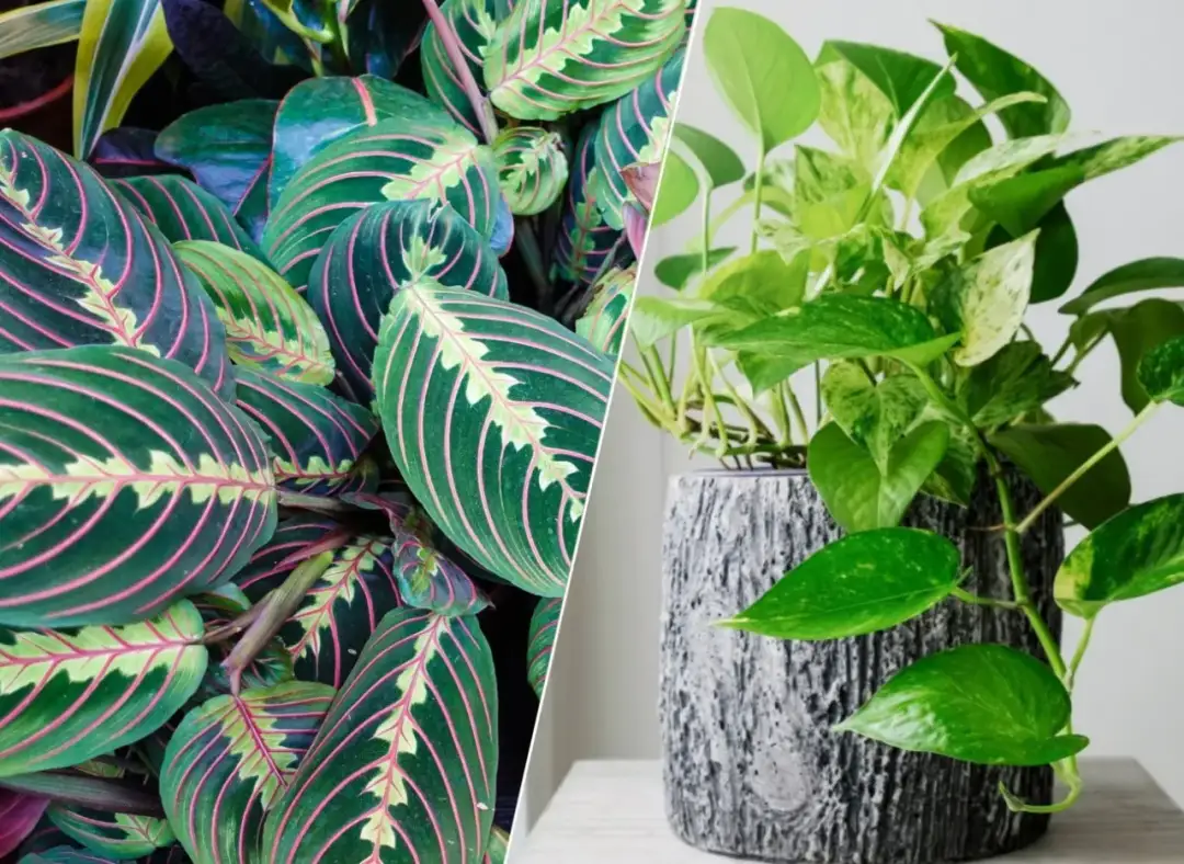 Rośliny do ciemnego pokoju: wybierz gatunki, które pokochają cień