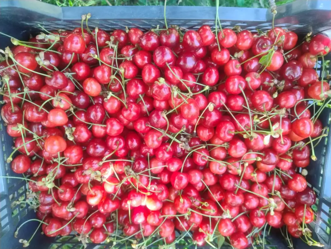 Sezon na czereśnie kiedy: poznaj daty i sekrety świeżych owoców