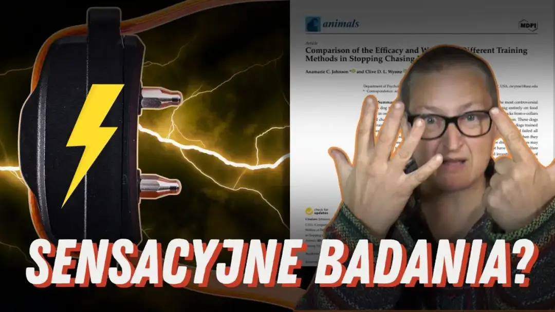 Czy obroża elektryczna jest legalna? Kontrowersje i skutki użycia