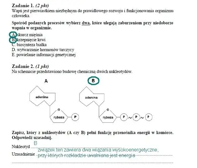 ATP w biologii: Klucz do zrozumienia energii w komórkach