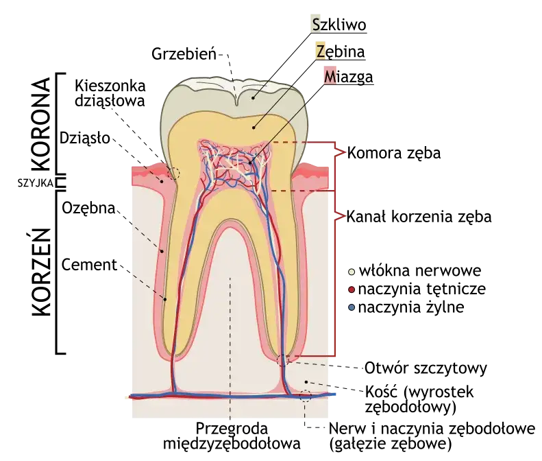 Jak wygląda korzeń zęba mlecznego? Odkryj jego tajemnice i znaczenie