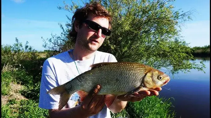 Najlepsza przynęta na leszcza - skuteczne wybory na każdą porę roku