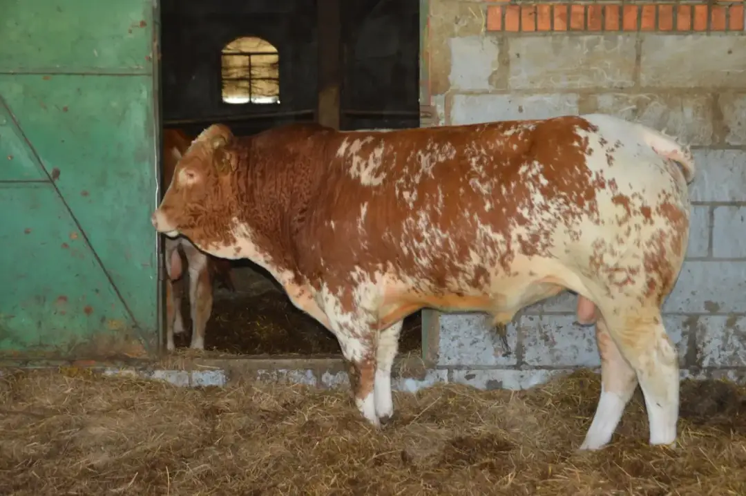 Ile kosztuje byk w skupie? Sprawdź, jak uniknąć niskich cen i zarobić więcej!