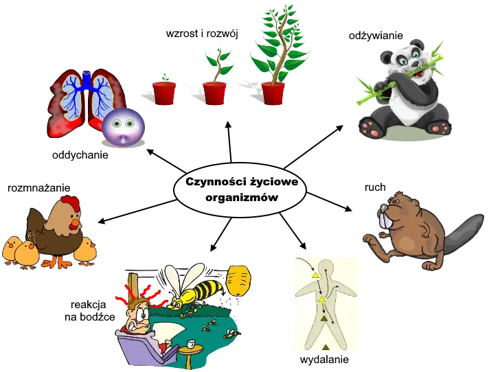 Czym zajmuje się biologia? Odkryj naukę o życiu i jej znaczenie