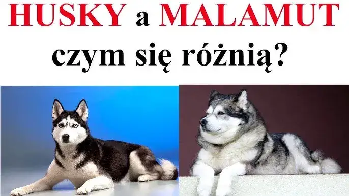 Siberian Husky: Wygląd, cechy i jak odróżnić go od Malamuta