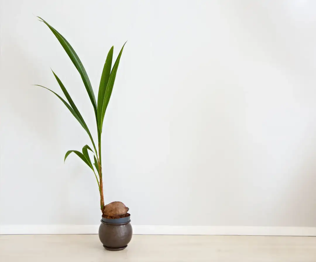 Jak posadzić kokosa i uniknąć najczęstszych błędów w uprawie