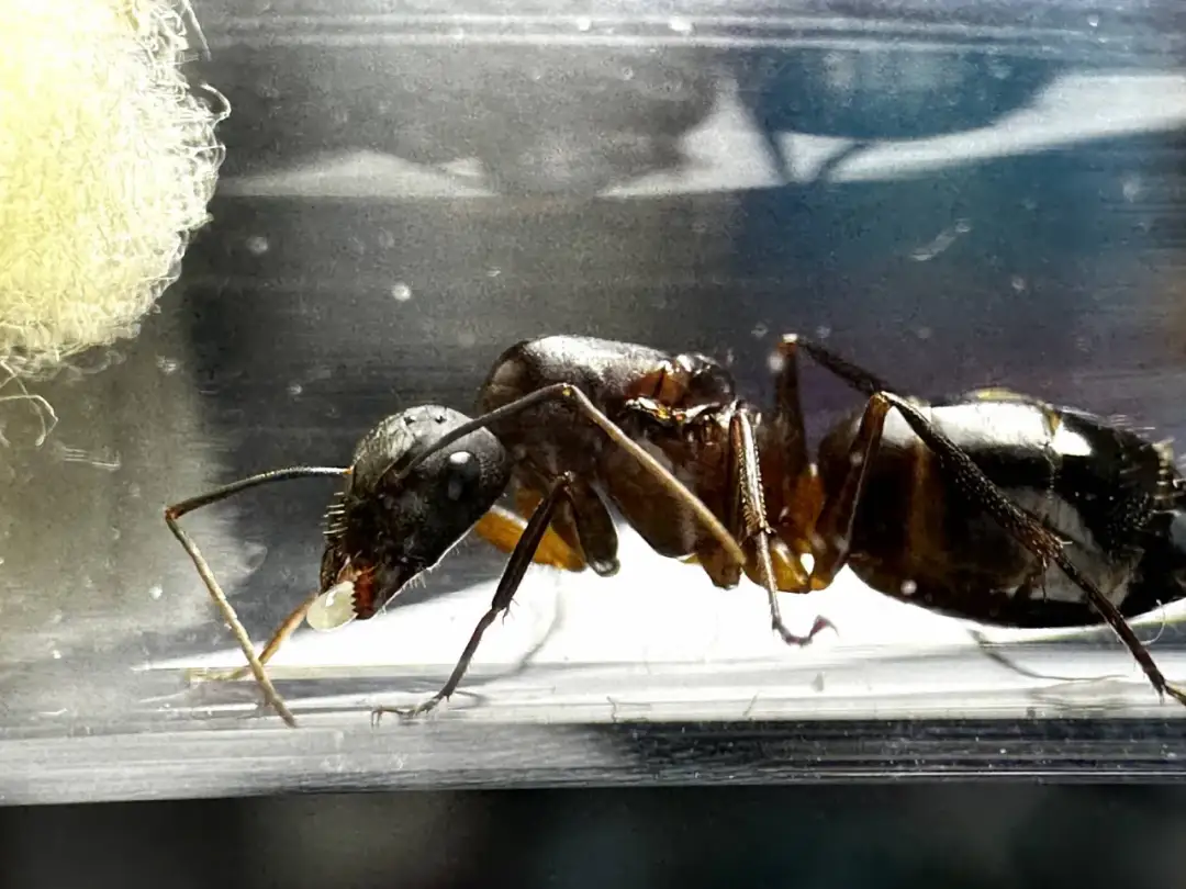 Jak szybko rozmnażają się mrówki? Odkryj zaskakujące fakty!