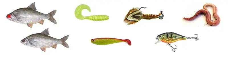 Najlepsza przynęta na sandacza: unikaj błędów i złów więcej ryb