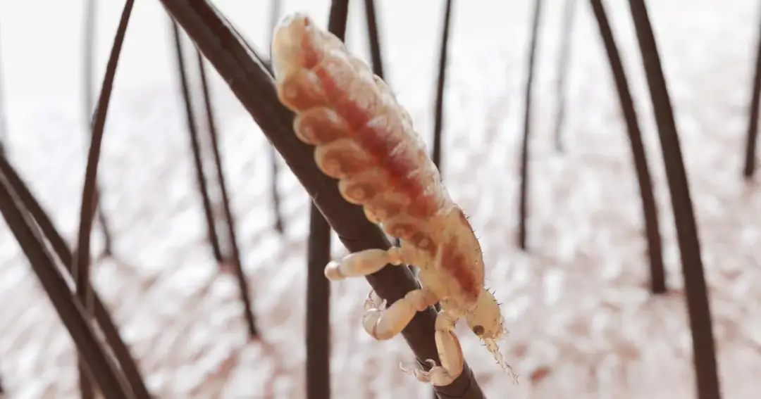 Jak się rozmnażają wszy? Poznaj ich cykl życia i zagrożenia