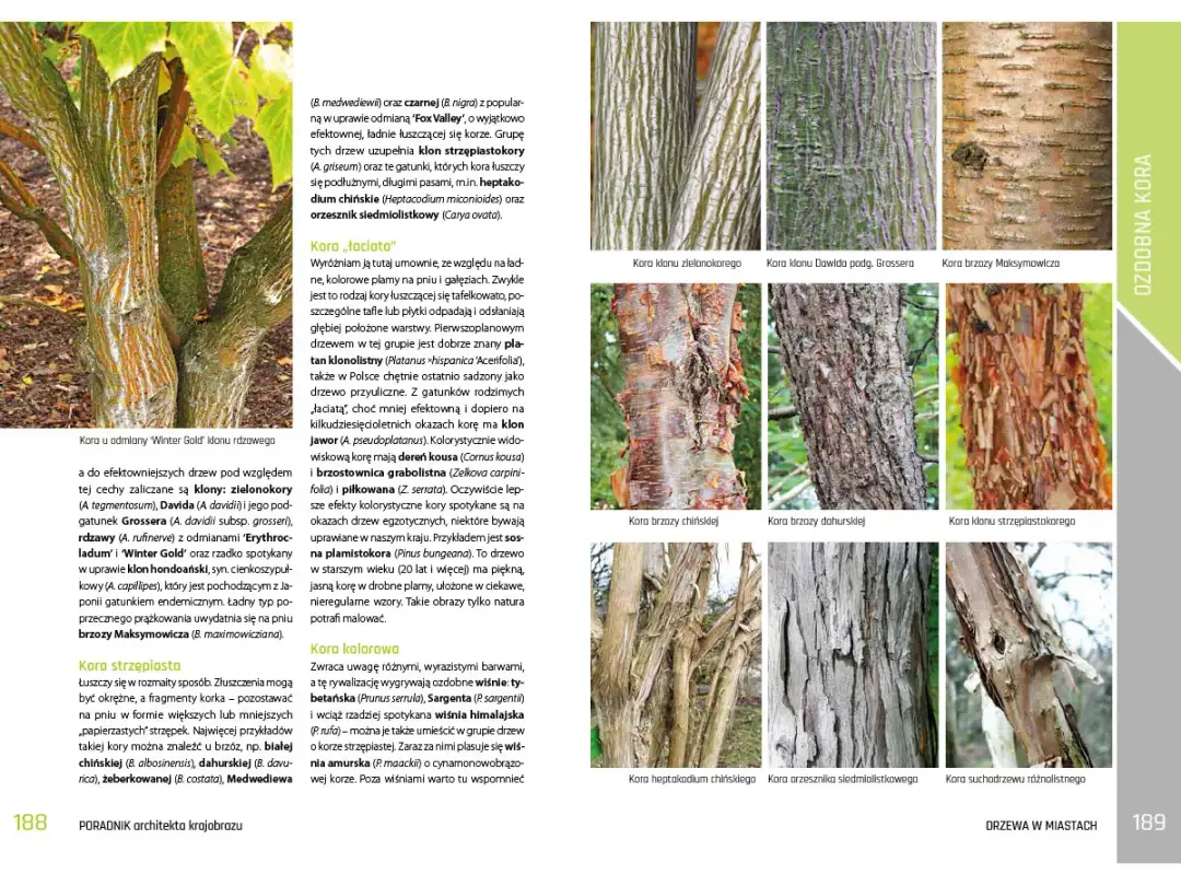 Wybór drzew na osiedle: praktyczny przewodnik i polecane gatunki