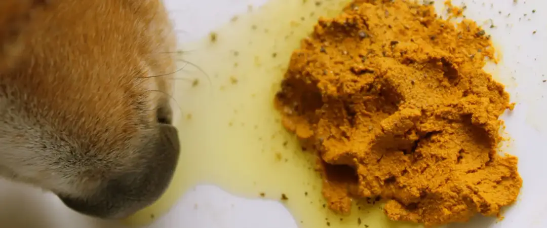 Czy pies może jeść kurkumę? Poznaj korzyści i dawkowanie przy podawaniu