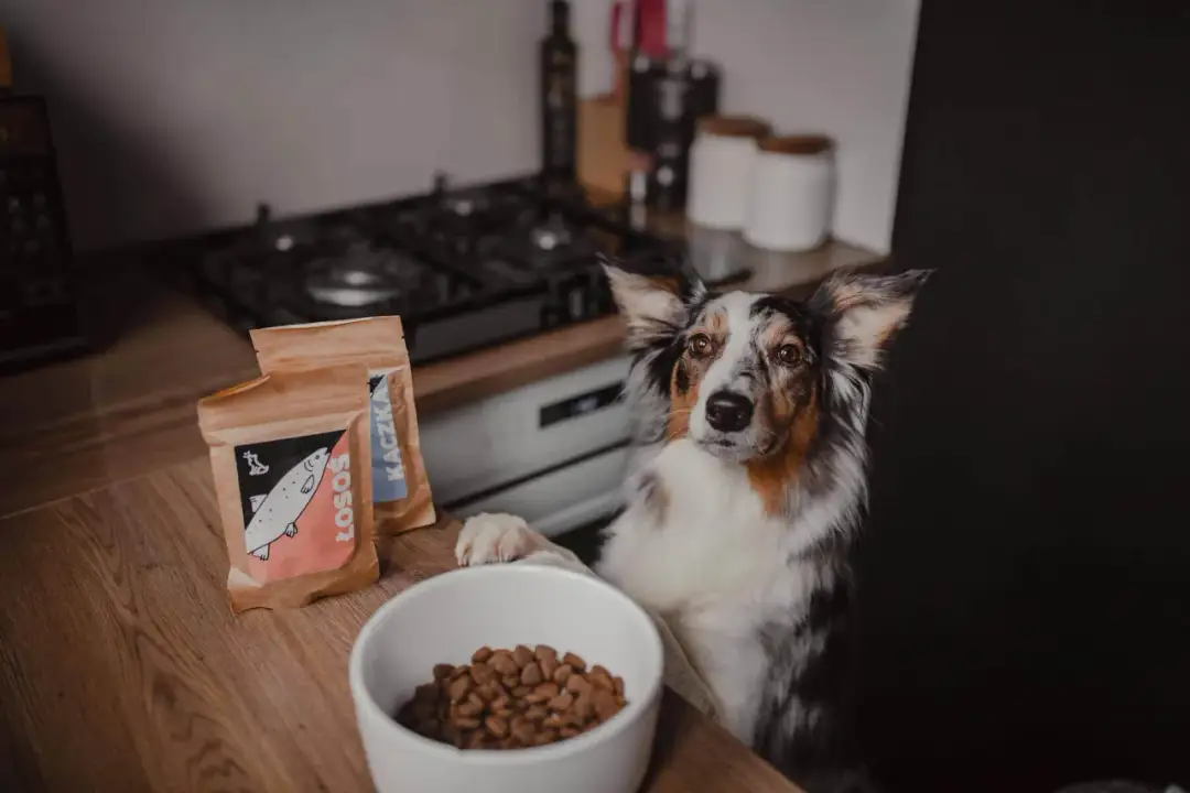 Piesek czeka na jedzenie. Czy można namoczyć sucha karmę dla psa? Obok miska z karmą i opakowania z łososiem i kaczką.