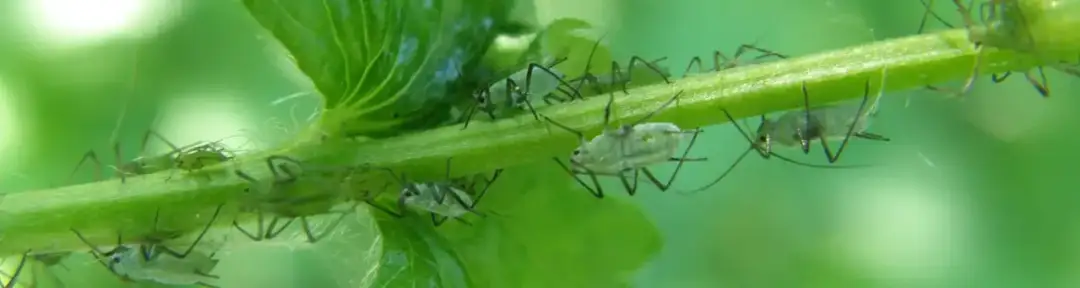 Jak rozmnażają się mszyce? Szokujące metody ich rozmnażania