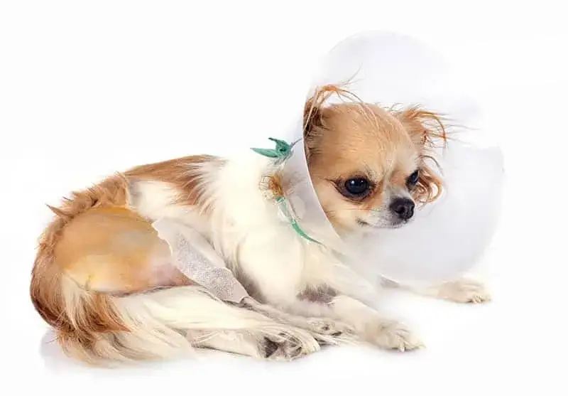 Jakie są objawy i leczenie ropnia u psa? Przyczyny i terapia