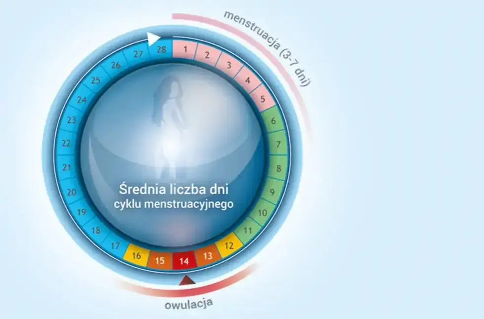 Owulacja: Kiedy wypada? Oblicz dni płodne i poznaj sygnały ciała