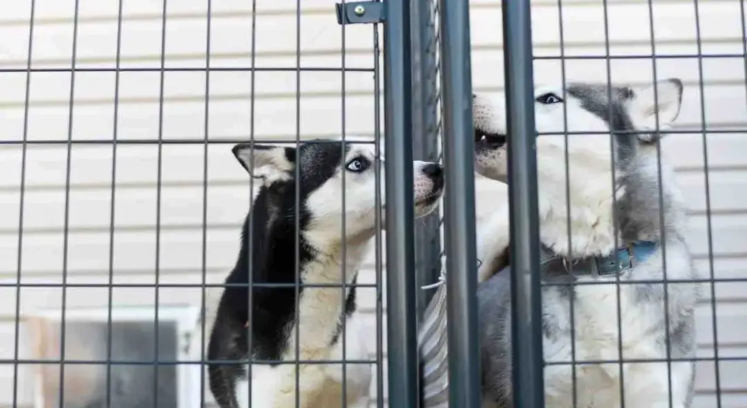 Jak założyć hotel dla psów - uniknij najczęstszych błędów i kosztów